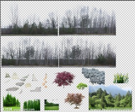 背景树 紫叶李 红枫 汀步