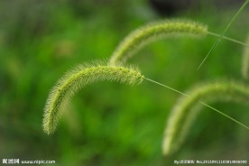 狗尾草