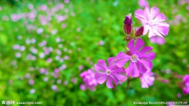 花丛