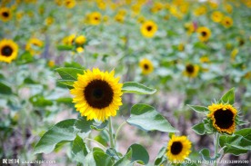 花卉写真 太阳花