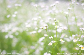 小花