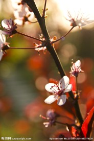 梅花摄影高清大图