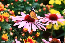 蝴蝶与花