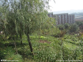 校园风景