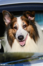 苏格兰牧羊犬