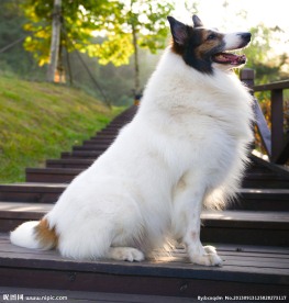 苏格兰牧羊犬