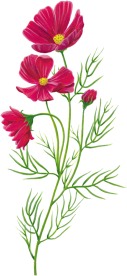 手绘花朵