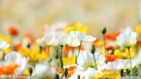 花丛