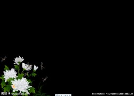 白菊花蜻蜓