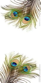 金色孔雀羽毛