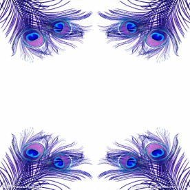 紫色孔雀羽毛