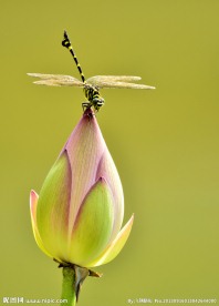 荷花与蜻蜓