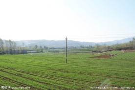 麦田