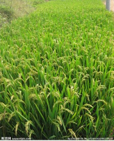 稻子图片素材下载 稻