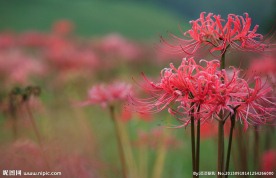 彼岸花