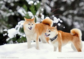 柴犬