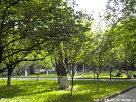 苏州 大学 风景