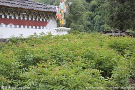 墙外花草