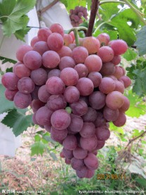 葡萄