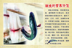 斑鱼