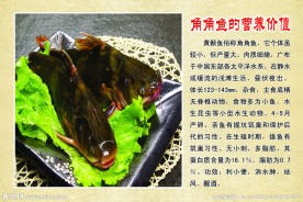 角角鱼