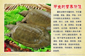 甲鱼
