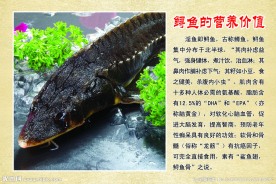 中华鲟