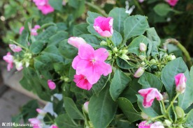 木槿