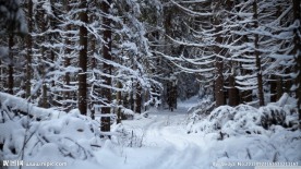 雪松