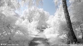 雪景