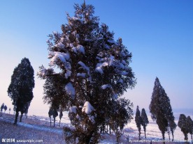 雪压松树