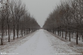 雪后小路