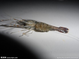 河虾