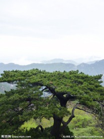 黄山松树