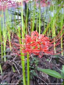 彼岸花 曼珠沙华