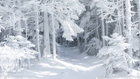 雪景