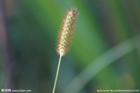小草