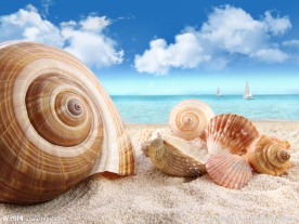 海螺