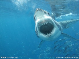 大白鲨