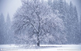 雪树