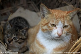 两只小猫