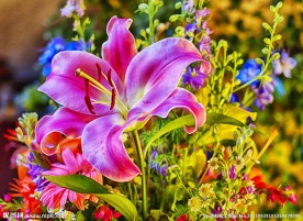 百合花高清
