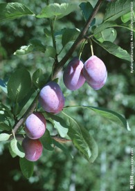 新鲜葡萄摄影图片