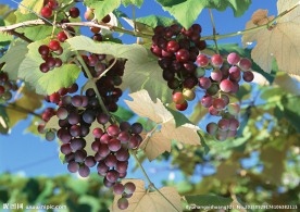 成熟的水果高清摄影图