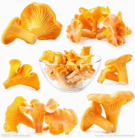 蘑菇高清图片
