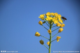 油菜花 蜜蜂