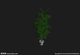 植物模型