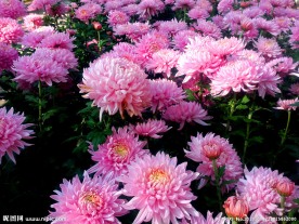 粉色大菊花