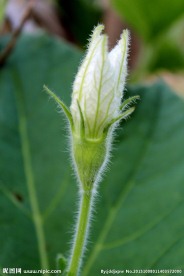 葫芦花