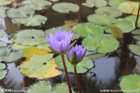 睡莲 莲花 莲花科
